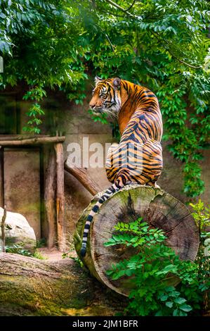 La tigre di Sumatra (Panthera tigris sumatrae) è una rara sottospecie di tigre che abita l isola indonesiana di Sumatra Foto Stock