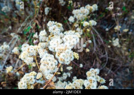 Il Frigidus di Petasites è una specie di pianta della famiglia delle Asteraceae. Uttarakhand India. Foto Stock