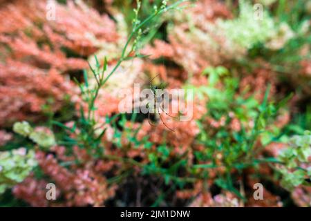 Spider su un web con bella multicolore Wild hydrangea fioritura, Foto Stock