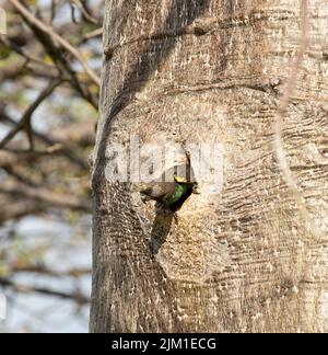 Un pappagallo marrone emerge da esso nidificare in un buco nel tronco di un Baobab. Questi piccoli pappagalli sono membri comuni e diffusi della famiglia Foto Stock