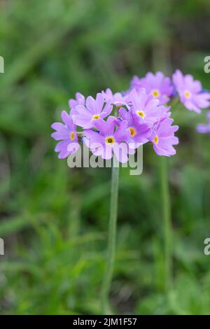 BirdsEye Primrose: Primula farinosa. Alpi svizzere, Svizzera. Foto Stock