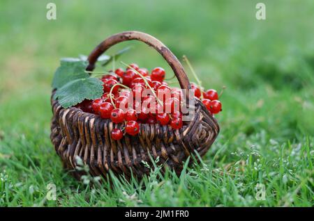 Cestino di vimini con frutti di bosco di ribes rosso maturi appena raccolti su un gras verde. Concetto di cibo sano. Foto Stock