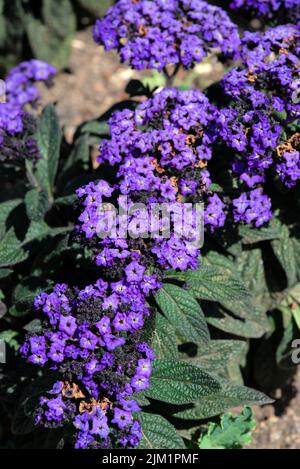 Piccoli fiori blu giardino di eliotropo peruviano, Heliotropio arborescens Foto Stock