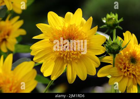 primo piano di bellissimo fiore giallo helianthus x ibrido in un letto di fiori Foto Stock