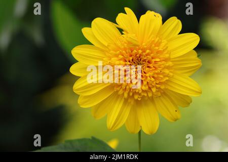 primo piano di un bellissimo fiore ibrido helianthus x contro uno sfondo sfocato naturale, spazio copia Foto Stock