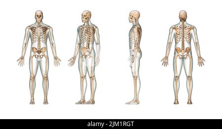 Sistema scheletrico umano accurato con scheletro maschio adulto e corpo isolato su sfondo bianco 3D illustrazione di rappresentazione. Anteriore, laterale e posteriore Foto Stock