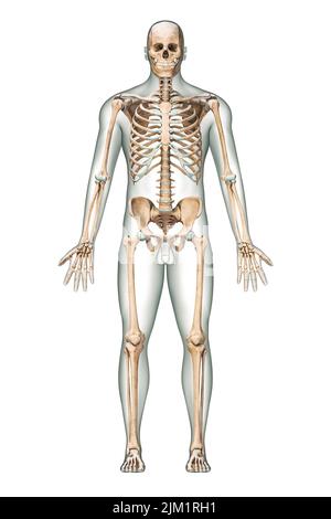 Vista anteriore del sistema scheletrico umano accurato con ossa scheletriche e corpo maschio adulto isolato su sfondo bianco 3D illustrazione di rappresentazione. Anatom Foto Stock