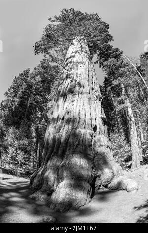 Enorme sequoia alberi nel luogo chiamato prato nel parco nazionale Sequoia albero, Stati Uniti Foto Stock