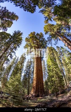 Enorme generale sherman sequoia albero nel parco nazionale Sequoia albero, Stati Uniti Foto Stock