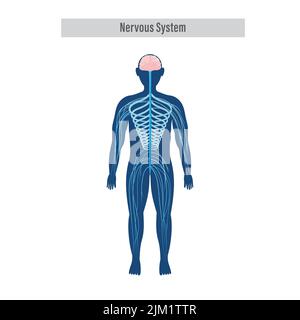 Diagramma o anatomia del sistema nervoso su sfondo bianco. Illustrazione Vettoriale