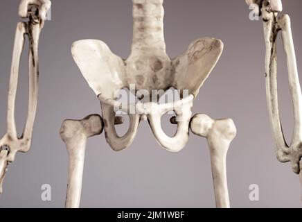 Pelvi scheletro umano. Anatomia del sistema scheletrico, struttura del corpo, concetto di educazione medica. Sistemi riproduttivi, urinari o digestivi. Foto di alta qualità Foto Stock