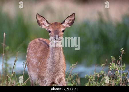 Fallow cervi in erba lunga Foto Stock