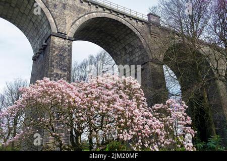 Una spettacolare esposizione di fiori fiorisce su un albero Magnolia Magnolia x soulangeana che cresce sotto gli enormi archi del Viadotto di Trenance a Newquay in Corn Foto Stock