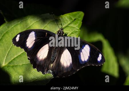 Danaid Eggfly - Hypolimnas misippus, bella farfalla colorata da giardini africani e prati, Etiopia. Foto Stock