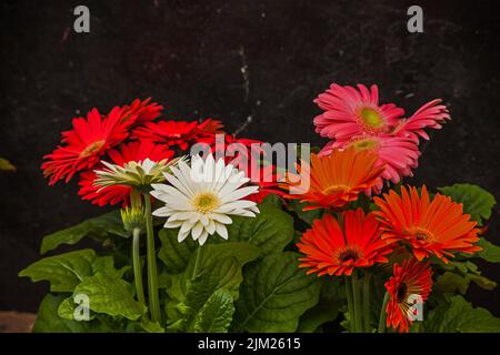 Ibridi di colore diverso di Gerbera jamesonii Foto Stock