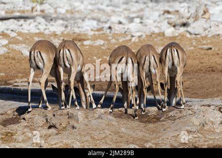 Impala a faccia nera (Aepyceros melampus petersi), mandria, femmine adulte che bevono al pozzo, Parco Nazionale Etosha, Namibia, Africa Foto Stock