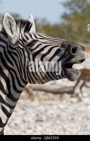 Zebra di Burchel (Equus quagga burchellii), uova per adulti, colpo di testa, Parco Nazionale Etosha, Namibia, Africa Foto Stock