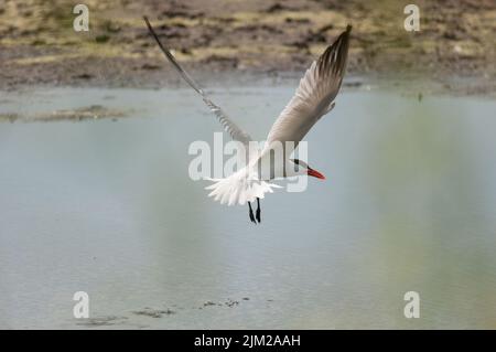 Terna comune che vola sull'acqua al Montezuma National Wildlife Refuge Foto Stock