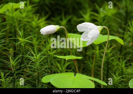 Legno Sorrel (Oxalis acetosella) fiori tra Bank Haircap (Polytrichastum formosum) muschio in un bosco nelle colline Mendip, Somerset, Inghilterra. Foto Stock