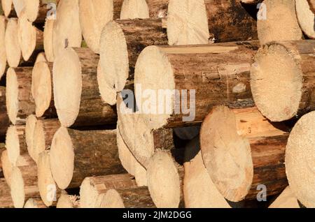 Cumulo di tronchi con sezione trasversale visibile pronti per il trasporto in un sito di disboscamento in Germania, Europa Foto Stock