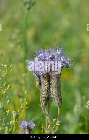 Fioritura phacelia (Phacelia tanacetifolia) su un prato di fiori adatto alle api. Foto Stock