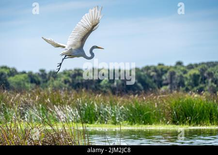 Elegante grande egret in volo lungo il fiume Guana in Ponte Vedra Beach, Florida. (USA) Foto Stock