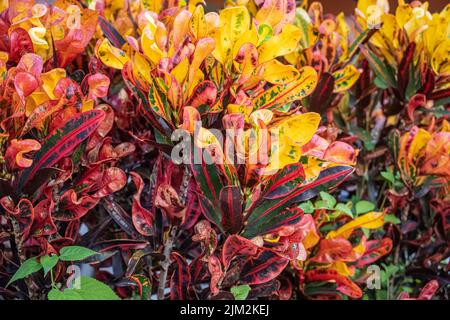 Crostoni variegati colorati (Codiaeum variegatum) nel campus del Flagler College nel centro storico di St. Augustine, Florida. (USA) Foto Stock