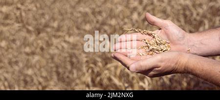 Raccolta della granella. Agricoltore che tiene in mano grani maturi di grano, fuoco selettivo, cartellone. Foto Stock