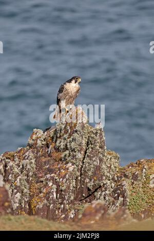 Peregrine Falcon arroccato su una roccia a Skokholm Wales UK Foto Stock