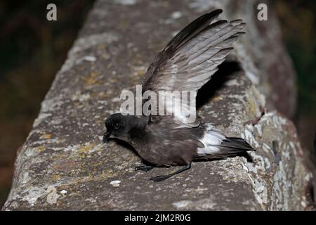 European Storm Petrel su un muro dopo essere stato inanellato a Skokholm Wales UK Foto Stock