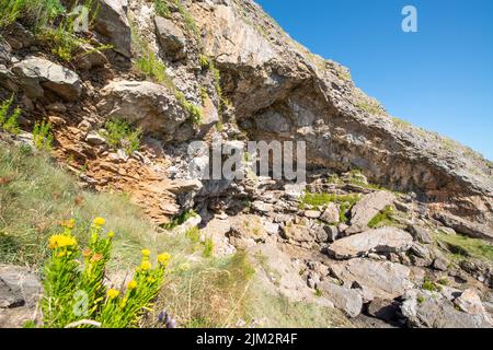 Il samphire d'oro cresce all'ingresso di Bacon Hole, Gower, Wales, UK Foto Stock