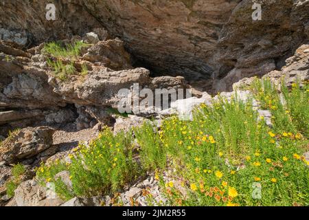 Il samphire d'oro cresce all'ingresso di Bacon Hole, Gower, Wales, UK Foto Stock