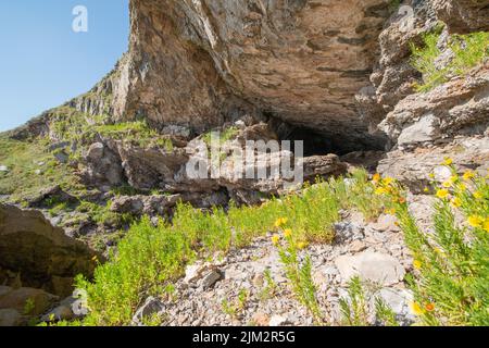 Il samphire d'oro cresce all'ingresso di Bacon Hole, Gower, Wales, UK Foto Stock