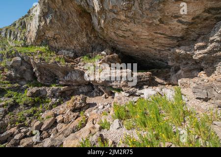 Il samphire d'oro cresce all'ingresso di Bacon Hole, Gower, Wales, UK Foto Stock