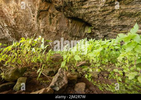 Piante adattate a bassa luce che crescono nella grotta Bacon Hole, Gower, Galles, UK Foto Stock