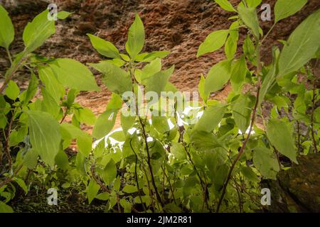 Piante adattate a bassa luce che crescono nella grotta Bacon Hole, Gower, Galles, UK Foto Stock