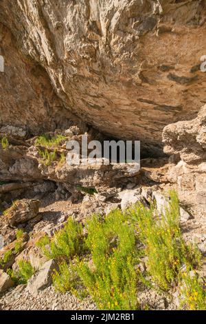 Gollden samphire cresce all'ingresso di Bacon Hole, Gower, Galles, Regno Unito Foto Stock