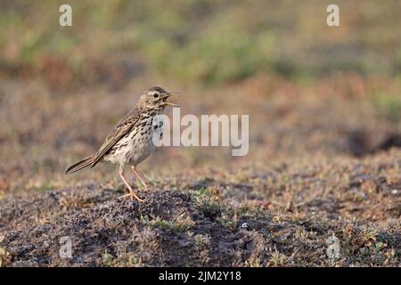 Meadow Pipit chiamata su Skokholm Galles UK Foto Stock