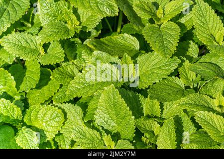 Flat Lay sfondo naturale di limone balsamo pianta medicinale in giardino in estate all'aperto Foto Stock