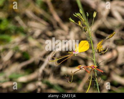 Vista della delicata fioritura di un sussurro giallo, Cleome Angustifolia, con le sue cospicue lunghe stamens Foto Stock
