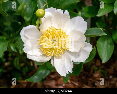 Grazioso fiore di peonia bianco, varietà White Wings Foto Stock