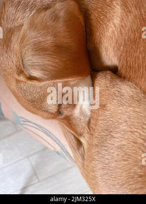 Adorabile cane zenzero addormentato, riposante e disteso sulle mani di una donna con occhi chiusi. Il cane marrone si trova e dorme. Cane di riposo. Foto verticale di alta qualità Foto Stock
