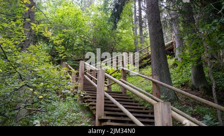 Stretto sentiero in legno che si snoda attraverso la foresta. Foto delle scale su una collina che conduce alla cima. Sentiero natura. Lettonia Foto Stock