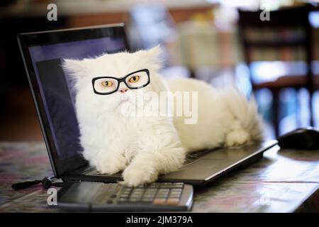 Adorabile gatto persiano bianco cremoso con occhi gialli, indossando occhiali diottrici, sdraiato su un computer portatile con una zampa su una calcolatrice, che appare stanco dal lavoro. H Foto Stock