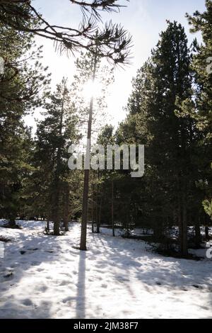 Sole splendente attraverso gli alberi nella foresta innevata Foto Stock