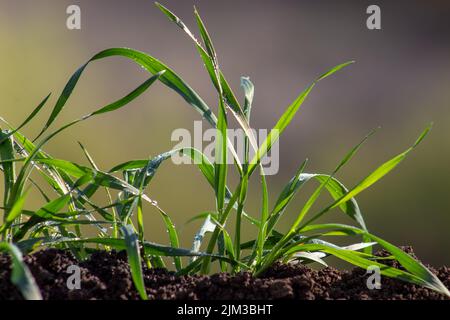 Foglie di grano giovane nel suolo su sfondo sfocato Foto Stock