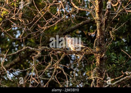 uccello simile a pigeon arroccato sul ramo di un albero guardare davanti Foto Stock