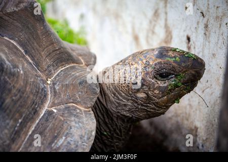 La tartaruga gigante di Aldabra (gigantea di Aldabrachelys), endemica alle Seychelles, vista ravvicinata. Foto Stock