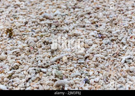 Pezzi di barriera corallina sbiancata morta si sono lavati su una spiaggia dopo l'evento di sbianca corallo sull'isola di Mahe, Seychelles. Foto Stock