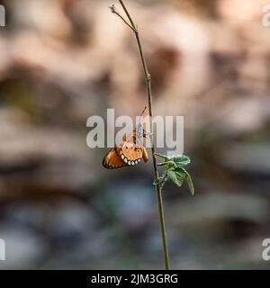 Un crostino tawny, Acraea terpsicore, bella farfalla in India Foto Stock